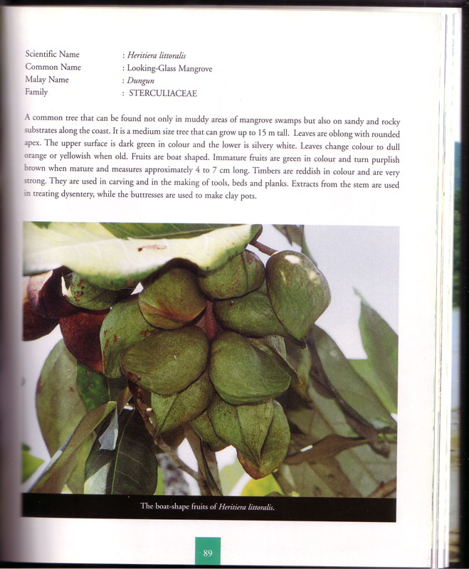 Mangroves of Terengganu - aus dem Buch